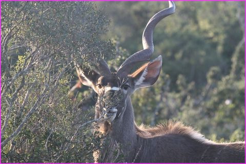 Je vous surveille .....