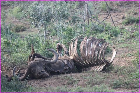 ... sinon carcasse dess�ch�e tu finiras ...