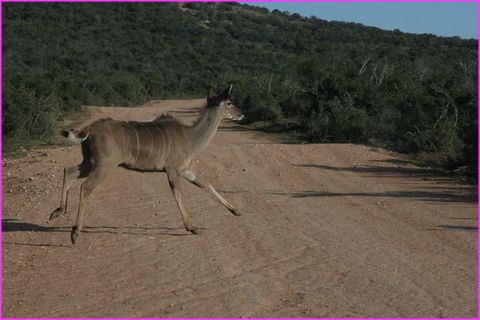 Faisons fissa, ce French driver est peut-�tre un peu crazy !