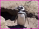 Et bien moi, c'est Pingouin ! (Crdit photo : Jrgen)