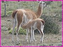 Guanaco petit deviendra grand si il t�te bien
