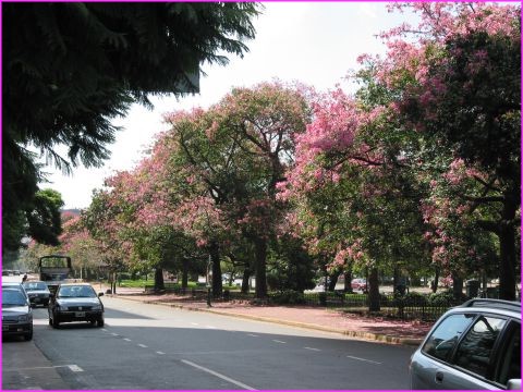 On ne connaissait pas ces arbres couverts de fleurs (Florecidas serait peut-�tre leur nom ?)