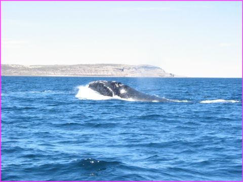 Enfin, la majestueuse baleine franche australe se d�cide � nous charmer ......