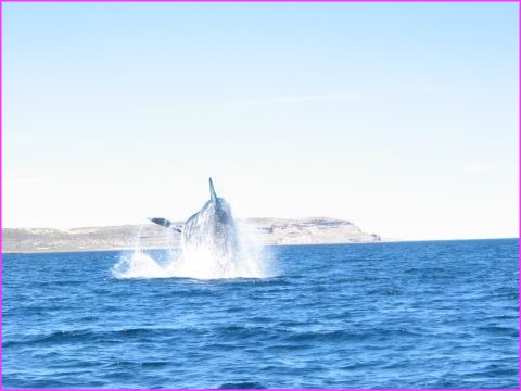 Et le plus beau et le plus �mouvant de ces sauts, sur le dos, nageoires en l'air, 35 tonnes qui s'envolent !