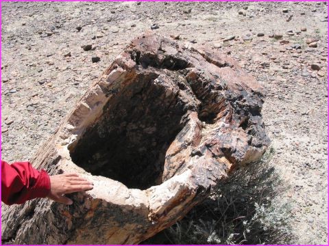 Un des nombreux arbres p�trifi�s (60 millions d'ann�es) du Bosque Petrificado, pr�s de Sarmiento