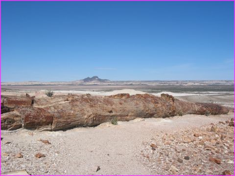 Un des �normes Araucarias p�trifi� : il n'a que 150 millions d'ann�es !