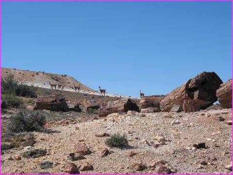 ... sous le regard curieux d'un groupe de Guanacos