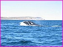 Enfin, la majestueuse baleine franche australe se dcide  nous charmer ......