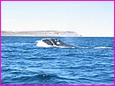 Enfin, la majestueuse baleine franche australe se d�cide � nous charmer ......