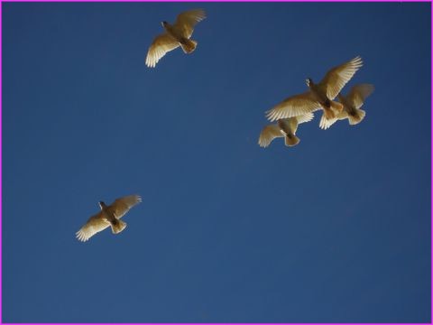 De beaux Corellas sur un beau ciel bleu
