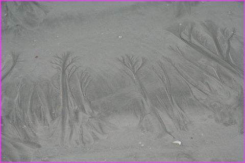 Curiosit�s de traces sur le sable � mar�e basse