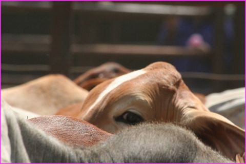 Moi je suis l� incognito ...