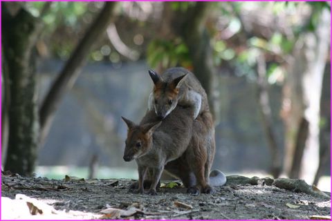 Ca y est : on sait pourquoi il y a tant de kangourous en Australie !