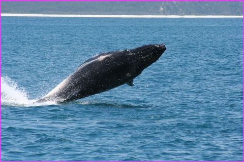 ... au cas o� vous n'auriez pas vu, voici de plus pr�s