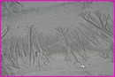 Curiosit�s de traces sur le sable � mar�e basse