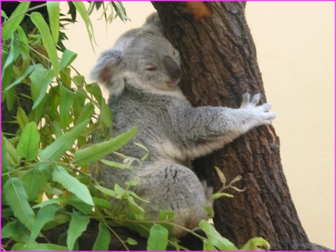 Chuuuuuuuuuuuuuuut ....... je dors !!