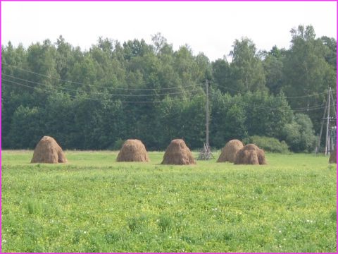 La campagne avec ses meules de foin caract�ristiques (ici en Lituanie)