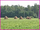 La campagne avec ses meules de foin caract�ristiques (ici en Lituanie)