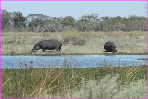 De beaux sp�cimens d'hippopotames