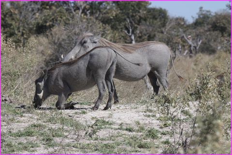 A genoux c'est plus facile, la terre est moins loin !