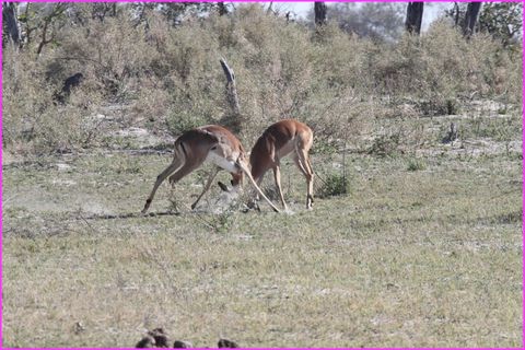 C'est moi qui vais l'avoir la plus belle femelle du troupeau