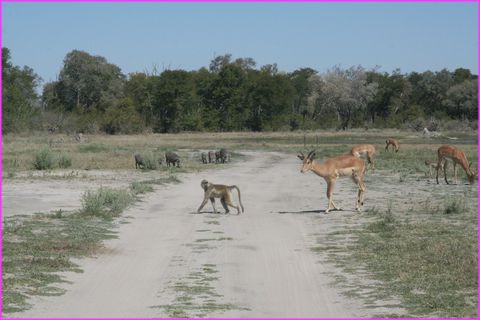 La cohabitation fa�on animaux sauvages