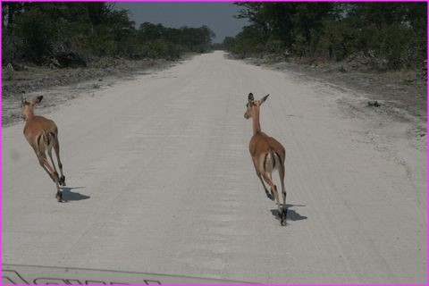 Attention ! Ce French driver est bien capable de nous �craser ....