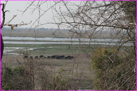 Et le gros troupeau va traner ses penates plus loin, sur les rives de la Chobe River