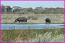 De beaux sp�cimens d'hippopotames