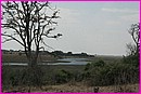 Beau paysage le long de la Chobe River prs de Kasane