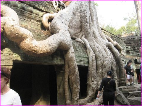 Quand un arbre prend racines sur un temple, � Angkor