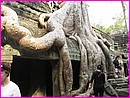 Quand un arbre prend racines sur un temple, � Angkor