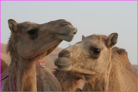Dit Alfred, tu en penses quoi toi de la crise du p�trole ? ... Ben tu sais, moi je carbure � l'eau claire !