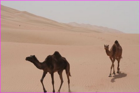 Ils s'en allaient clopin clopant ... dans le d�sert ...... et sans le vent