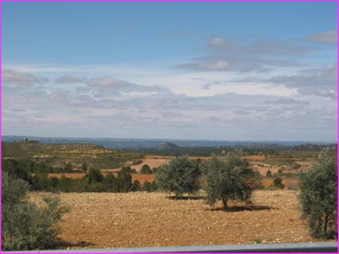 Des Oliviers � perte de vue