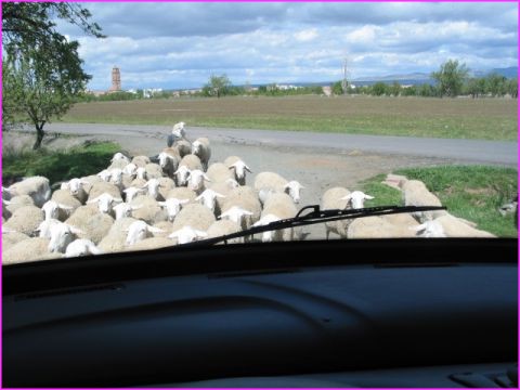 Invasion de moutons sur une petite route