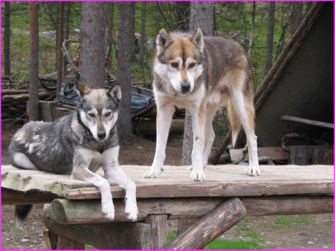 De magnifiques Huskies, en vacances et impatients de voir arriver la neige et les traineaux