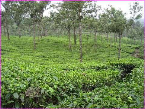 Belle plantation de th� au K�rala