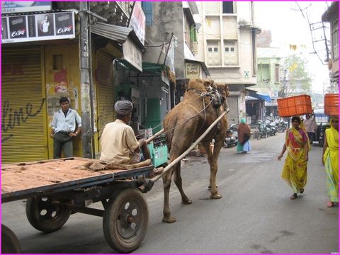 Les meilleurs porteurs d'Inde : Camels et femmes