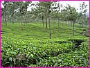 Belle plantation de th� au K�rala