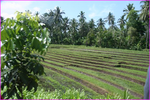 Belles rizi�res en �tage