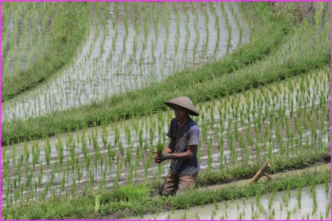 Travailleur dans ces rizi�res