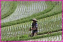Travailleur dans ces rizi�res