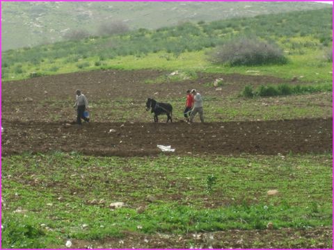 Travail des champs � l'ancienne