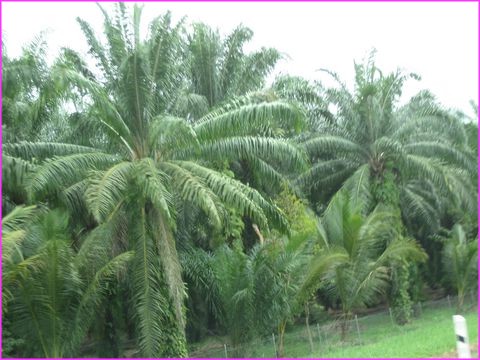 Des palmiers � profusion ... pour l'huile ... de palme