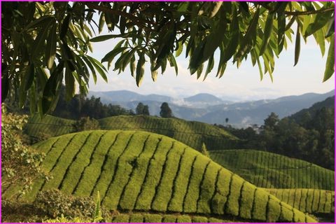 ... mais si allez y !