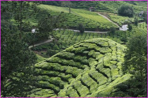 On ne peut r�sister � la beaut� des paysages des Cameron Highlands
