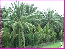 Des palmiers � profusion ... pour l'huile ... de palme