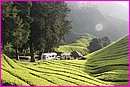 Vous prendrez bien un peu de th� des Cameron Highlands !