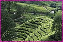On ne peut r�sister � la beaut� des paysages des Cameron Highlands